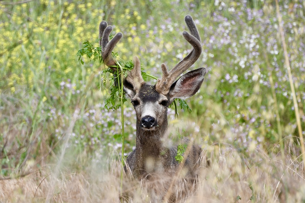 Sun Photo A00031 Deer in Wood Canyon with grass in antlers